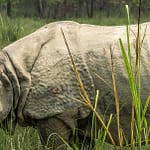 rhino-quest