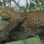 safari-soul