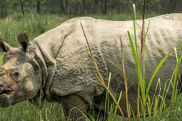 rhino-quest