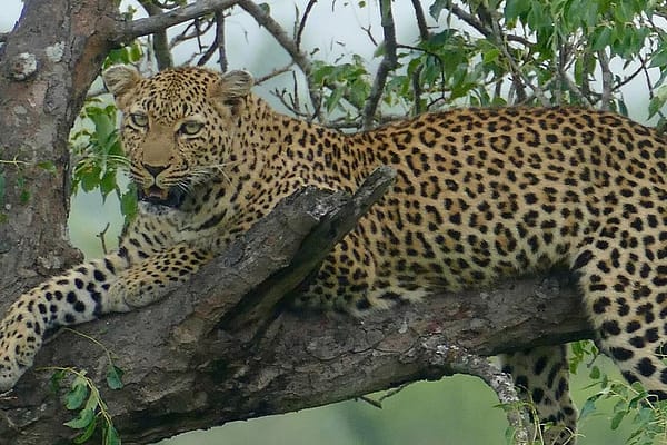 safari-soul