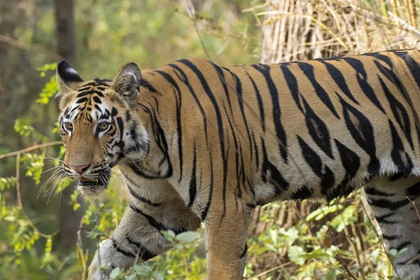 tiger-tracker-expedition